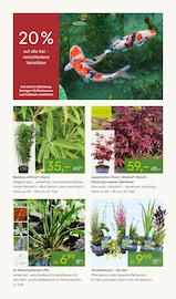 Aktueller Pflanzen Kölle Prospekt mit Mixer, "BLÜHENDE DUFTOASE", Seite 8