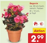 Begonie im Angebot bei Netto Marken-Discount in Bautzen Begonie Angebote bei Netto Marken-Discount Bautzen für 2,99 €