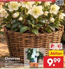 Aktuelles Christrose Angebot bei Netto Marken-Discount in Bremen ab 9,99 €