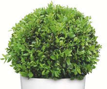 Buchsbaum (Buxus sempervirens) bei OBI in Elmshorn Buchsbaum (Buxus sempervirens) im Angebot bei OBI Elmshorn