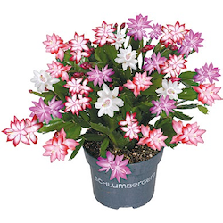 Schlumbergera Weihnachtskaktus