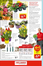 Tulpen im Hellweg Prospekt in Essen Aktueller Hellweg Prospekt mit Tulpen, "Innenausbau leicht gemacht", Seite 16