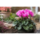 Cyclamen en promo chez Carrefour Cyclamen dans le catalogue Carrefour