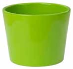 Primeltopf im aktuellen Pflanzen Kölle Prospekt