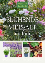 Pflanzen Kölle Prospekt für Berlin mit 3 Seiten Pflanzen Kölle Prospekt für Berlin: "BLÜHENDE VIELFALT IM JUNI", 3 Seiten, 01.06.2026 - 30.06.2026
