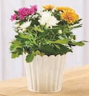 Chrysanthème Tricolore en promo chez Super U Nanterre à 4,99 €