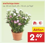dreifarbige Aster Angebot in Ferna dreifarbige Aster im aktuellen Prospekt bei Netto Marken-Discount in Ferna