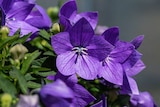 BBM Baumarkt Rhauderfehn - Ballonblume Angebot im Prospekt Ballonblume bei BBM Baumarkt im Rhauderfehn Prospekt für 2,79 €