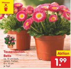 Aktuelles Tausendschön Bellis Angebot bei Netto Marken-Discount in Leipzig ab 1,99 €