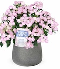 HORTENSIE „BLOOMBUSTER“ oder PFLANZGEFÄSS „LAVALLE“ im Angebot bei OBI in Euskirchen HORTENSIE „BLOOMBUSTER“ oder PFLANZGEFÄSS „LAVALLE“ Angebote von GROW BY OBI bei OBI Euskirchen für 22,99 €