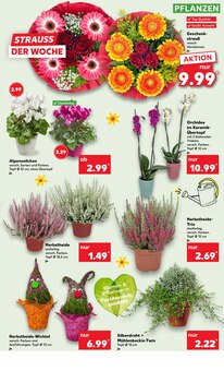 Pflanzen im aktuellen Kaufland Prospekt (Saarbrücken) Pflanzen im Kaufland Prospekt "Aktuelle Angebote" mit 63 Seiten (Saarbrücken)