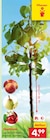 Obstbaum Angebote bei Netto Marken-Discount Neumünster für 4,99 €
