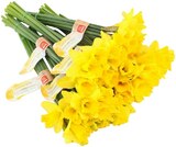 Aktuelle Pflanzen Angebote bei REWE in Göttingen Aktuelles Feldnarzissen Angebot bei REWE in Göttingen ab 0,89 €