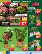 Chrysantheme im Netto Marken-Discount Prospekt in Rostock Aktueller Netto Marken-Discount Prospekt mit Chrysantheme, "Aktuelle Angebote", Seite 18