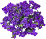 Blumen-Beiwerk für 1,99 € bei Kaufland im Angebot Blumen-Beiwerk im aktuellen Kaufland Prospekt
