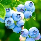 Heidelbeerpflanze im aktuellen Thomas Philipps Prospekt