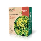 Gamm vert Villefranche-sur-Saône - Promo Graines de Moutarde blanche INVIVO Nous on sème Promo Graines de Moutarde blanche INVIVO Nous on sème à 4,99 € dans le catalogue Gamm vert à Villefranche-sur-Saône