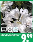 Rhododendron Angebote bei Wreesmann Dresden für 9,99 €