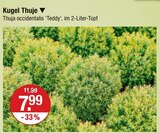 Kugel Thuje Angebote bei V-Markt Regensburg für 7,99 €