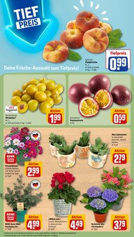 Zimmerpflanzen im aktuellen REWE Prospekt (Essen) Zimmerpflanzen im REWE Prospekt "Dein Markt" mit 28 Seiten (Essen)