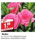 bauSpezi Neunkirchen - Nelke Angebot im Prospekt Nelke bei bauSpezi im Neunkirchen Prospekt für 1,89 €