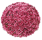 Chrysantheme Aduro Angebote bei Hornbach Delmenhorst für 7,29 €
