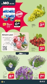 Weintrauben im Netto mit dem Scottie Prospekt in Cottbus Aktueller Netto mit dem Scottie Prospekt mit Weintrauben, "Günstig. Besser. Für Dich.", Seite 2