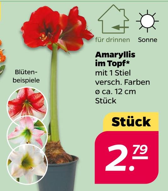 Amaryllis im Topf
