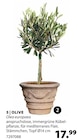 Aktuelles Olive Angebot bei Dehner Garten-Center in Mainz ab 17,99 €