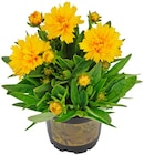 Aktuelle Blumen Angebote bei Penny in Wuppertal Aktuelles Mädchenauge Angebot bei Penny in Wuppertal ab 1,29 €