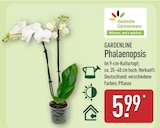 Phalaenopsis im Angebot bei ALDI Nord in Hannover Phalaenopsis Angebote von Gardenline bei ALDI Nord Hannover für 5,99 €