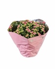 Kalanchoé en coupe en promo chez Lidl Kalanchoé en coupe dans le catalogue Lidl