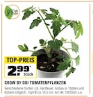 Tomatenpflanzen Angebote von Grow by Obi bei OBI Erfurt für 2,99 €