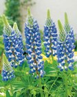 Lupine Angebote bei toom Baumarkt Mühlhausen für 5,99 €