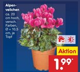 Aktuelles Alpenveilchen Angebot bei Netto Marken-Discount in Duisburg ab 1,99 €