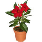 Dipladenia Angebote bei Netto Marken-Discount Hildesheim für 3,99 €