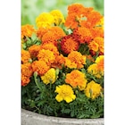 Plantes à massif en promo chez Carrefour Boulogne-Billancourt à 4,25 €