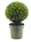 Ilex 'Jenny' boule - Truffaut en promo chez Truffaut Bordeaux à 19,99 €