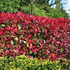 Glanzmispel (Photinia fraseri 'Devils Dream') Angebote bei Globus-Baumarkt Hamburg für 34,99 €