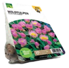 Wildtulpen Tulipa 'Lilac Wonder' Angebote von Grün Erleben bei ROSENGUT Langerwisch Potsdam für 3,99 €