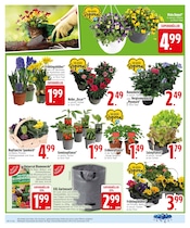 Blumenerde im EDEKA Prospekt in Ingolstadt Aktueller EDEKA Prospekt mit Blumenerde, "Wir lieben Lebensmittel.", Seite 26