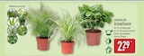 Grünpflanze von Gardenline für 2,29 € bei ALDI Nord im Angebot Grünpflanze von Gardenline im aktuellen ALDI Nord Prospekt