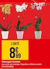 Bricorama Pantin - Promo Phalaenopsis 2 branches Promo Phalaenopsis 2 branches à 8,69 € dans le catalogue Bricorama à Pantin