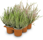 Aktuelles Besenheide Calluna Angebot bei Netto Marken-Discount in Freiburg (Breisgau) ab 1,99 €