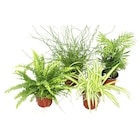 Plante verte - Carrefour à Montreuil Plante verte en promo chez Carrefour Montreuil à 2,99 €