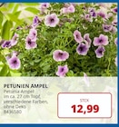 PROFI Wesch Großengottern - PETUNIEN AMPEL Angebot im Prospekt PETUNIEN AMPEL bei PROFI Wesch im Großengottern Prospekt für 12,99 €