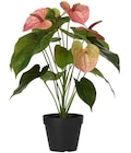 Aktuelle Blumen Angebote bei Rusta in Jena Aktuelles Topfpflanze Angebot bei Rusta in Jena ab 12,90 €