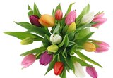 Penny Altomünster - Tulpen Harlekin Angebot im Prospekt Tulpen Harlekin bei Penny im Altomünster Prospekt für 5,99 €