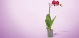 Phalaenopsis 1 tige pot 12 cm en promo chez Netto Phalaenopsis 1 tige pot 12 cm dans le catalogue Netto