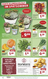 Tomaten im combi Prospekt in Löhne Aktueller combi Prospekt mit Tomaten, "Markt - Angebote", Seite 2